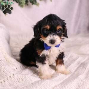 Miller (House training), Mini Bernedoodle Puppy